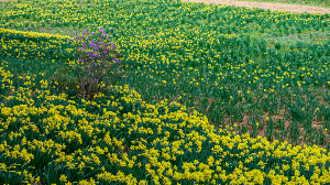 4월 국내 여행지