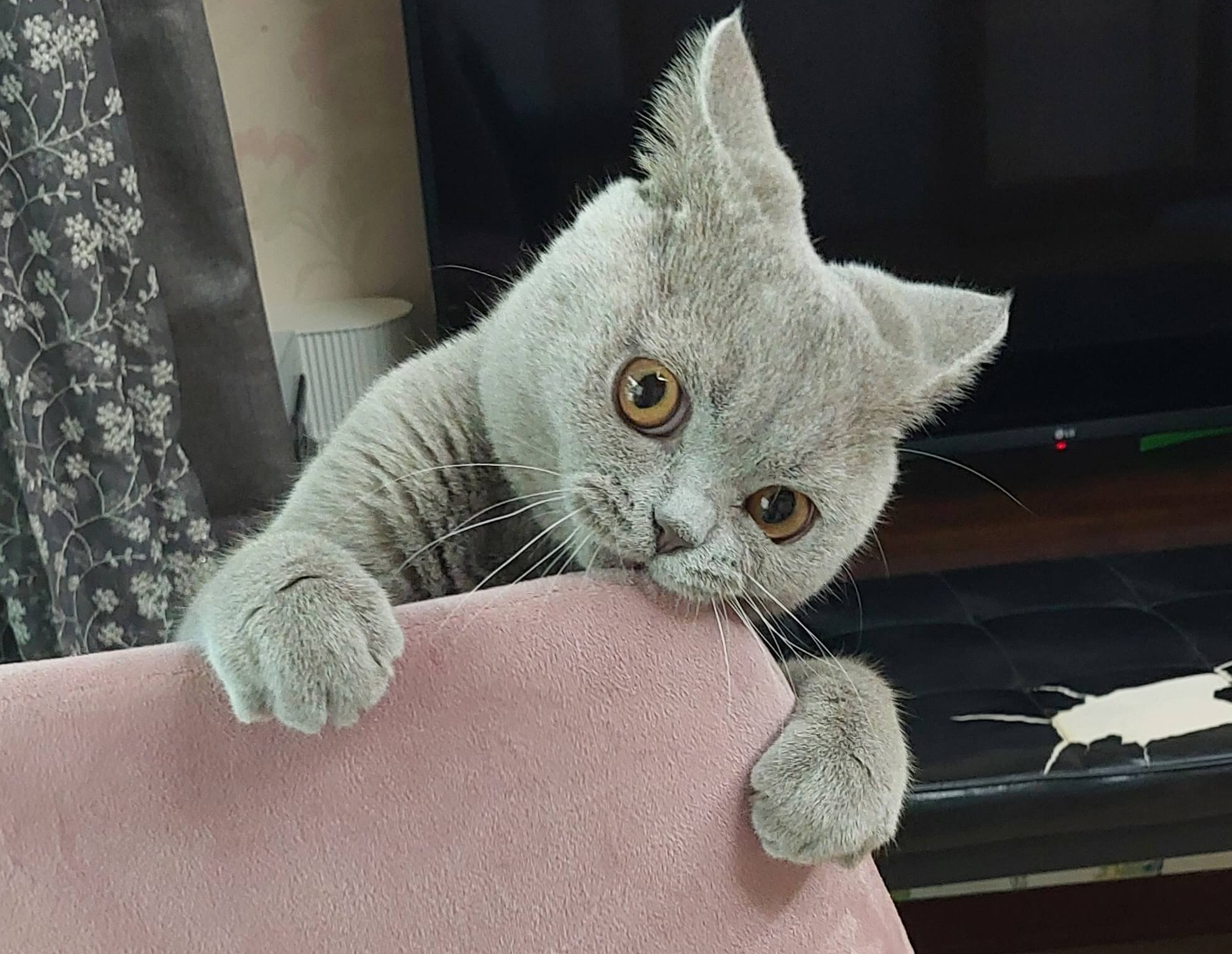 신나서 의자 위로 폴짝~마징가 귀가 되었어요.