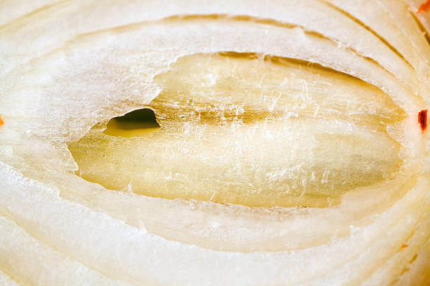 양파 껍질차 효능, 양파껍질에는 어떤 성분이 함유되어 있길래 인체에 좋은 지 알아봤습니다. 양파껍질은 무심코 그냥 버리는데 이제부터는 잘 모아서 양파껍질차로 만들어보세요! 또한 양파껍질로 어떤 활용도가 있고 부작용이 무엇인지 읽어 보시기 바랍니다.