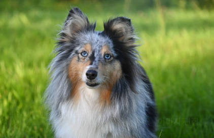 인기 있는 반려동물 영양제 TOP5 관련 사진