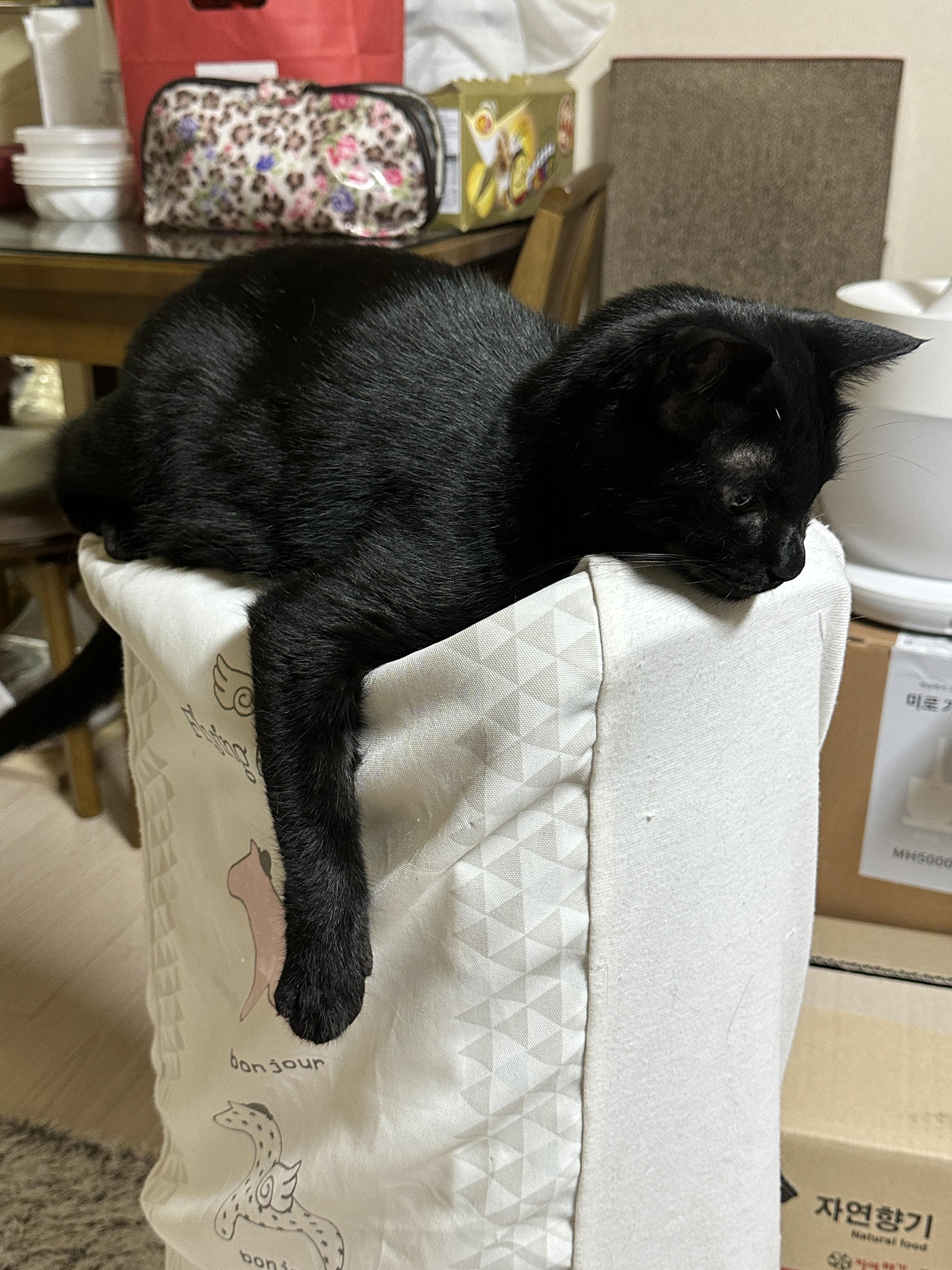 요즘 미모 폭발하는 건이의 최애 장소 (feat. 제습기 위 고양이)