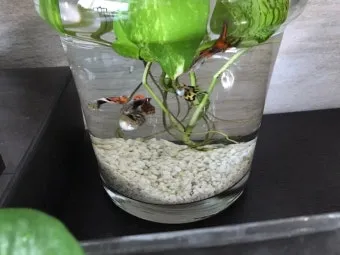 구피 키우기와 건강하게 번식시키는 팁_8