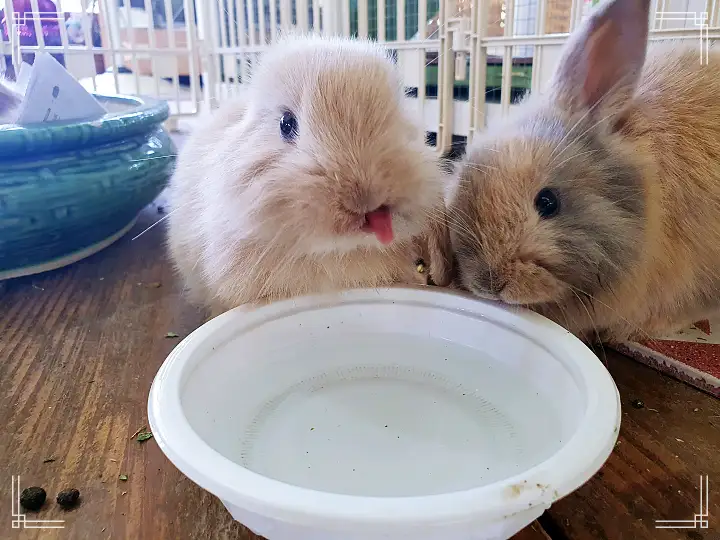 생방송오늘저녁 서울 근교 남양주 별내 토끼 고양이 강아지 뛰어노는 동물 체험 카페 맛집 추천