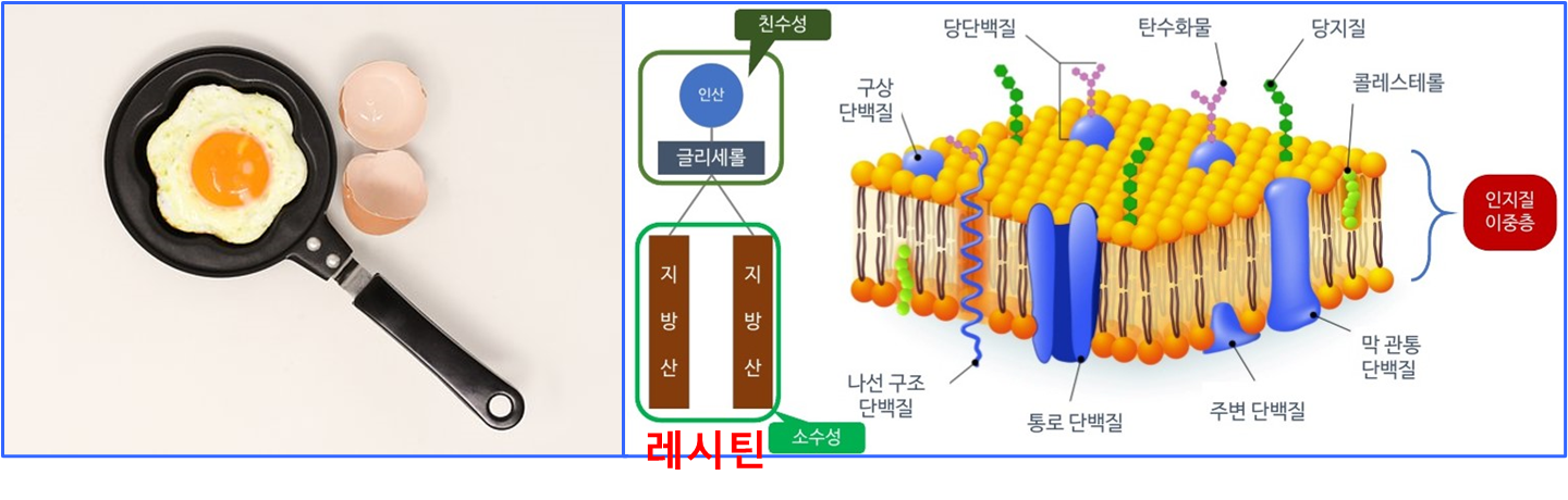 계란 레시틴