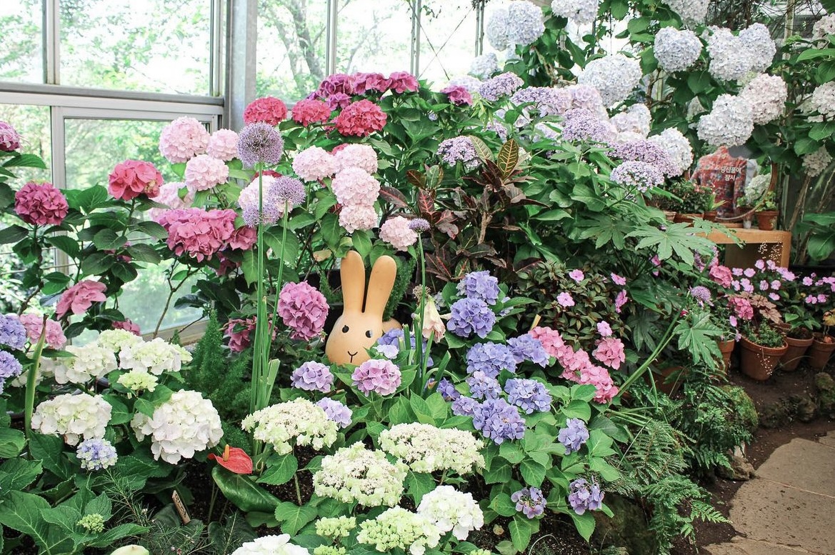 6월_카멜리아힐