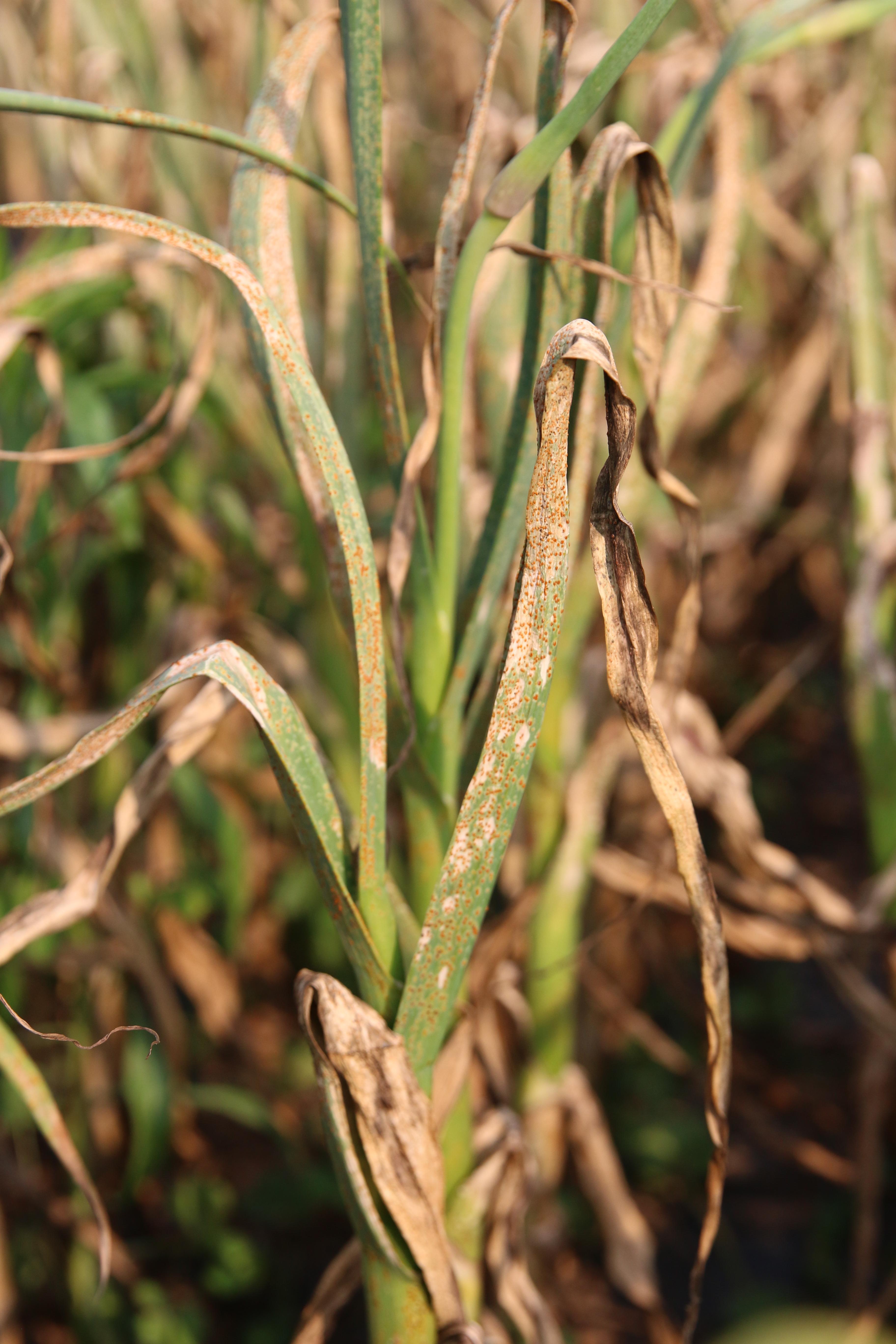 마늘, 양파 녹병의 모든 것(녹병 원인, 예방법, 방제, 농약 추천)