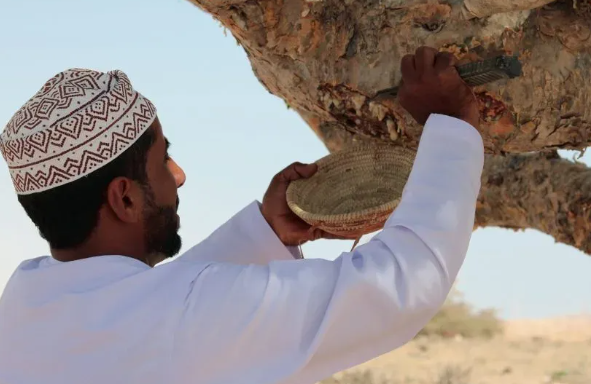 보스웰리아추출방법