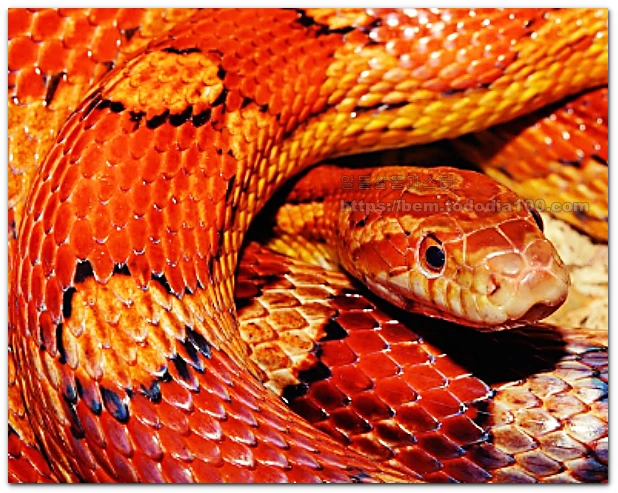 뱀꿈-꿈해몽-뱀종류