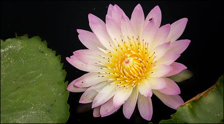 수련