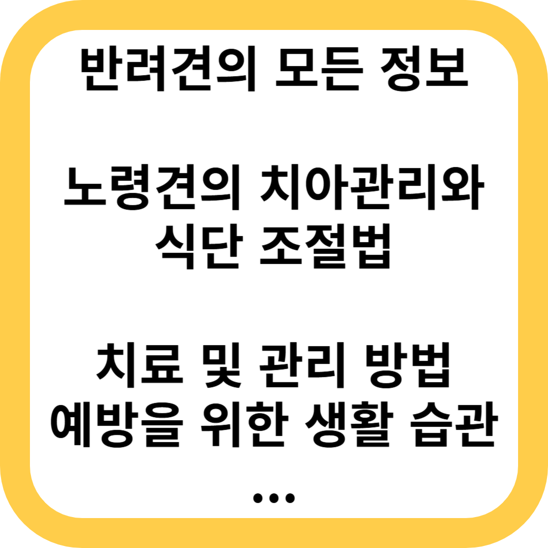 노령견의 치아관리와 식단 조절법