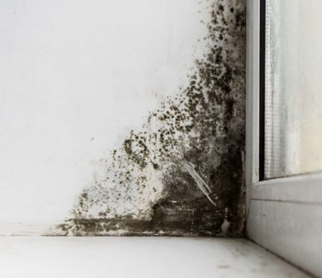 곰팡이 흔적들