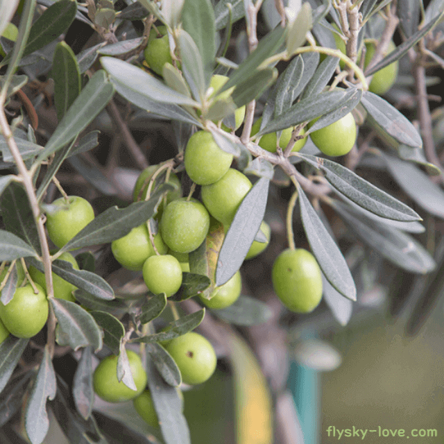 올리브열매