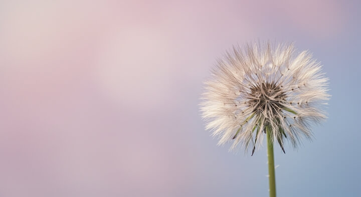 민들레의숨겨진항염해독효과