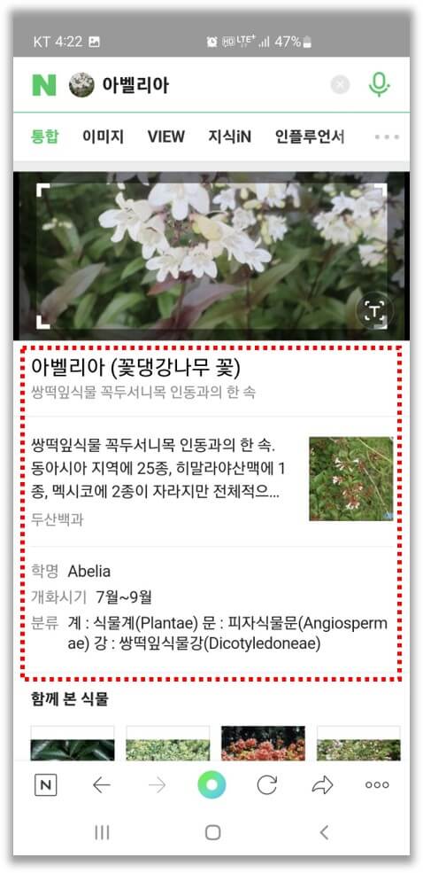 네이버-검색-결과