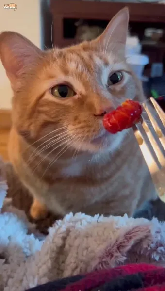 &amp;quot;고양이