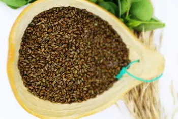 결명자차 효능과 영양성분, 주의점