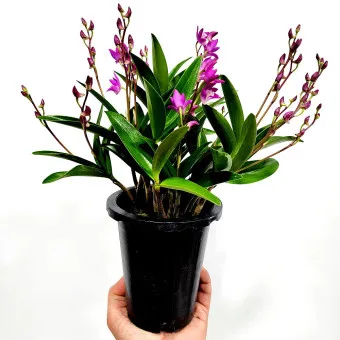 긴기아난 기르는법 꽃피우기 분갈이 물주기 꿀팁_3