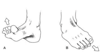 발의-해부학-움직임