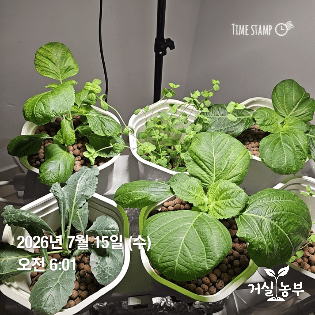 TDS 조정 후 수경재배기에서 자라는 깻잎 상태