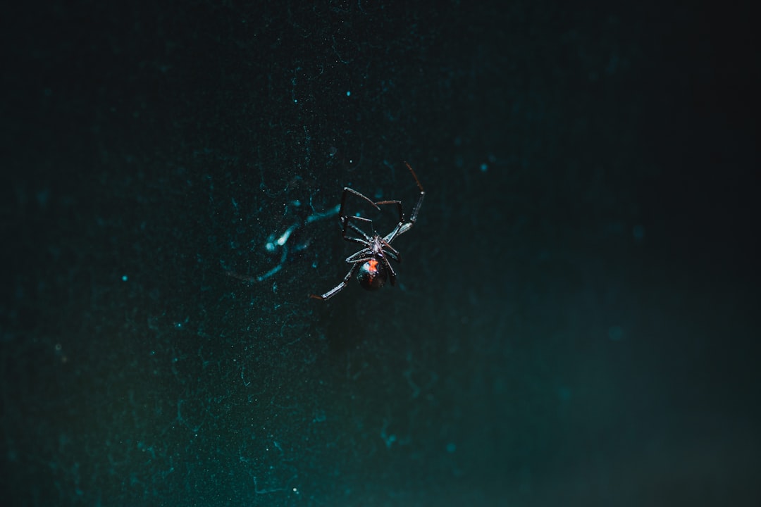 Spider