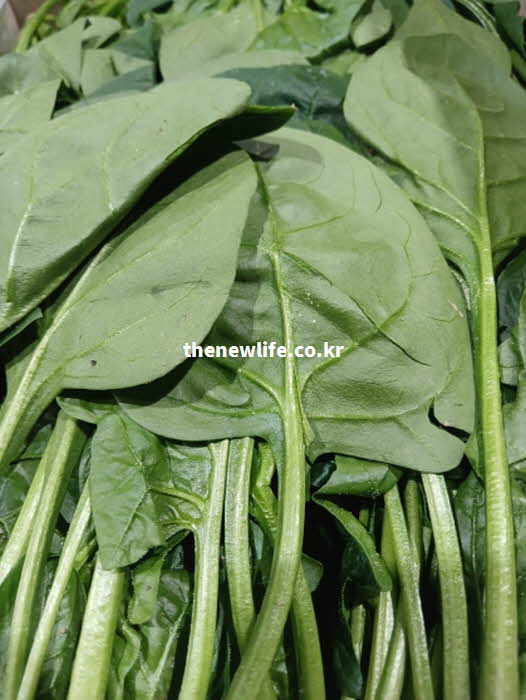 청경채 효능 영양가치
