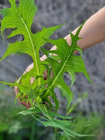 왕고들빼기 효능과 섭취시 주의사항 건강 정보_3