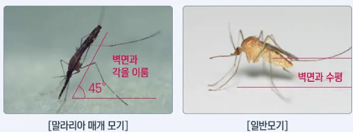 일본뇌염모기