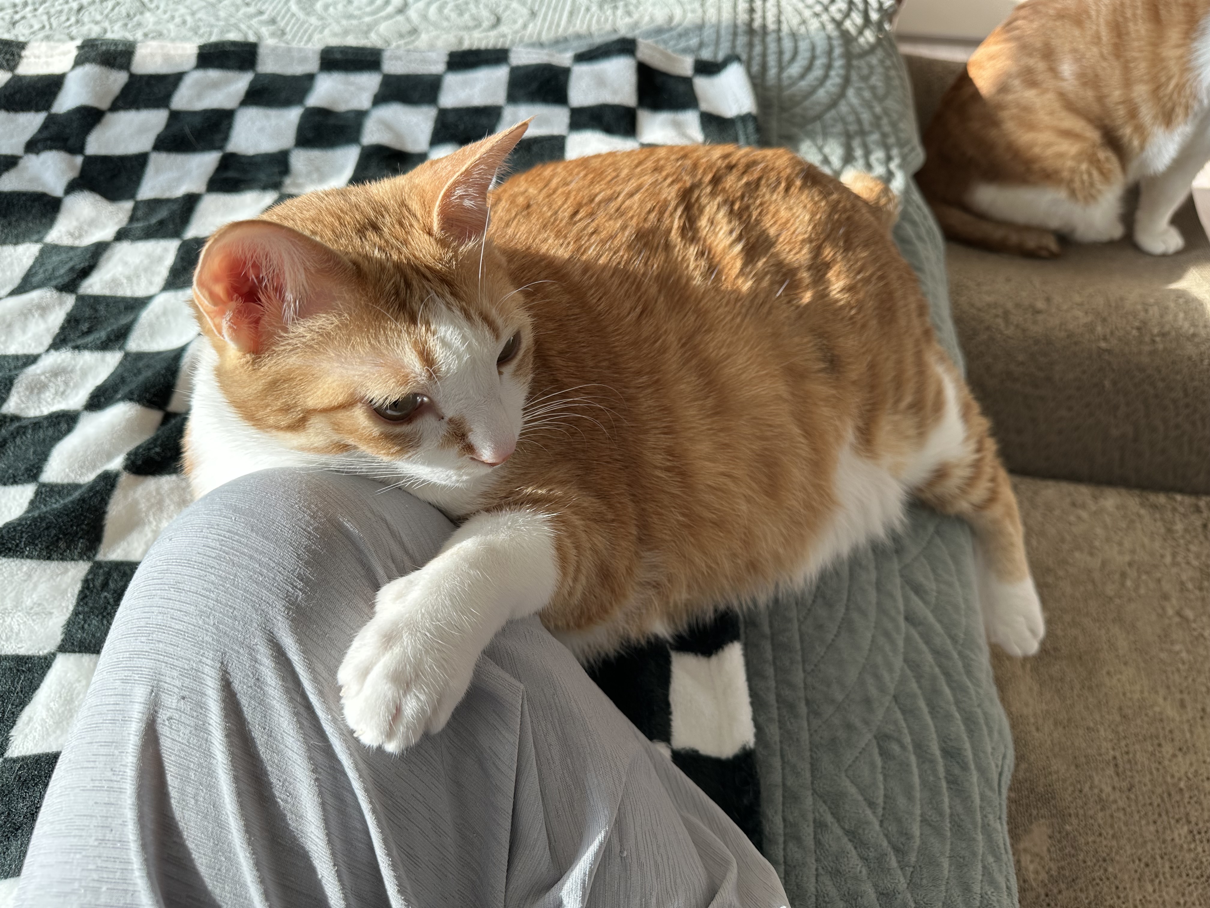 아이폰 14프로맥스로 찍은 호야! (feat.주댕이 출연 막둥이)