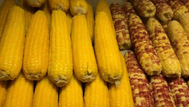 새난옥수수 & 땅콩먹은 신포호두과자