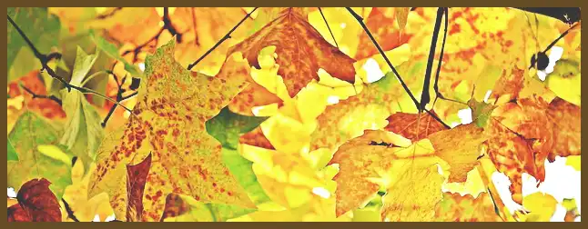 서울 근교 단풍 명소 (지금이 단풍 절정시기)