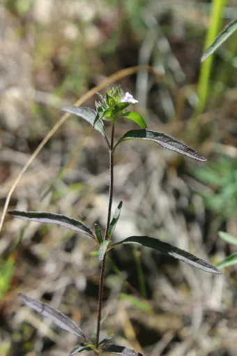 약용식물 가는잎산들깨 석향유 여름철 한방재 건강 효과_14