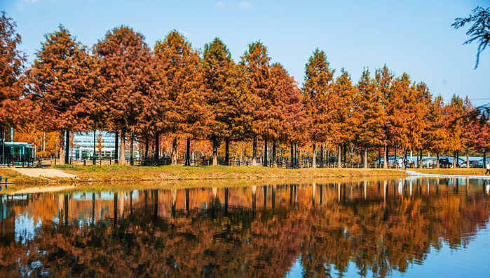 담양 메타세쿼이아 가로수길