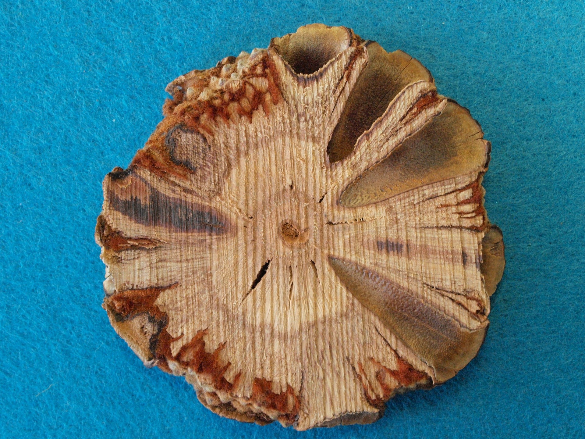 밀크시슬&amp;#44; 간 건강뿐일까? 신장 건강까지 함께 관리하는 이유