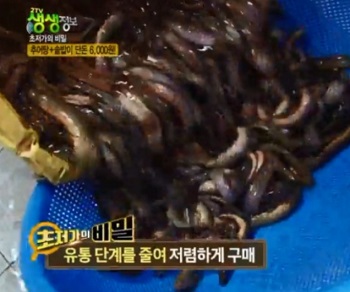 미꾸라지