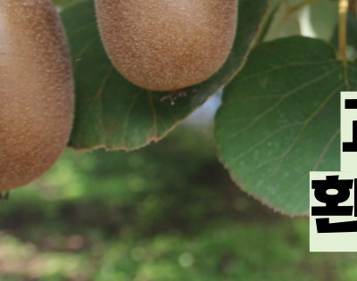 키위 효능 부작용