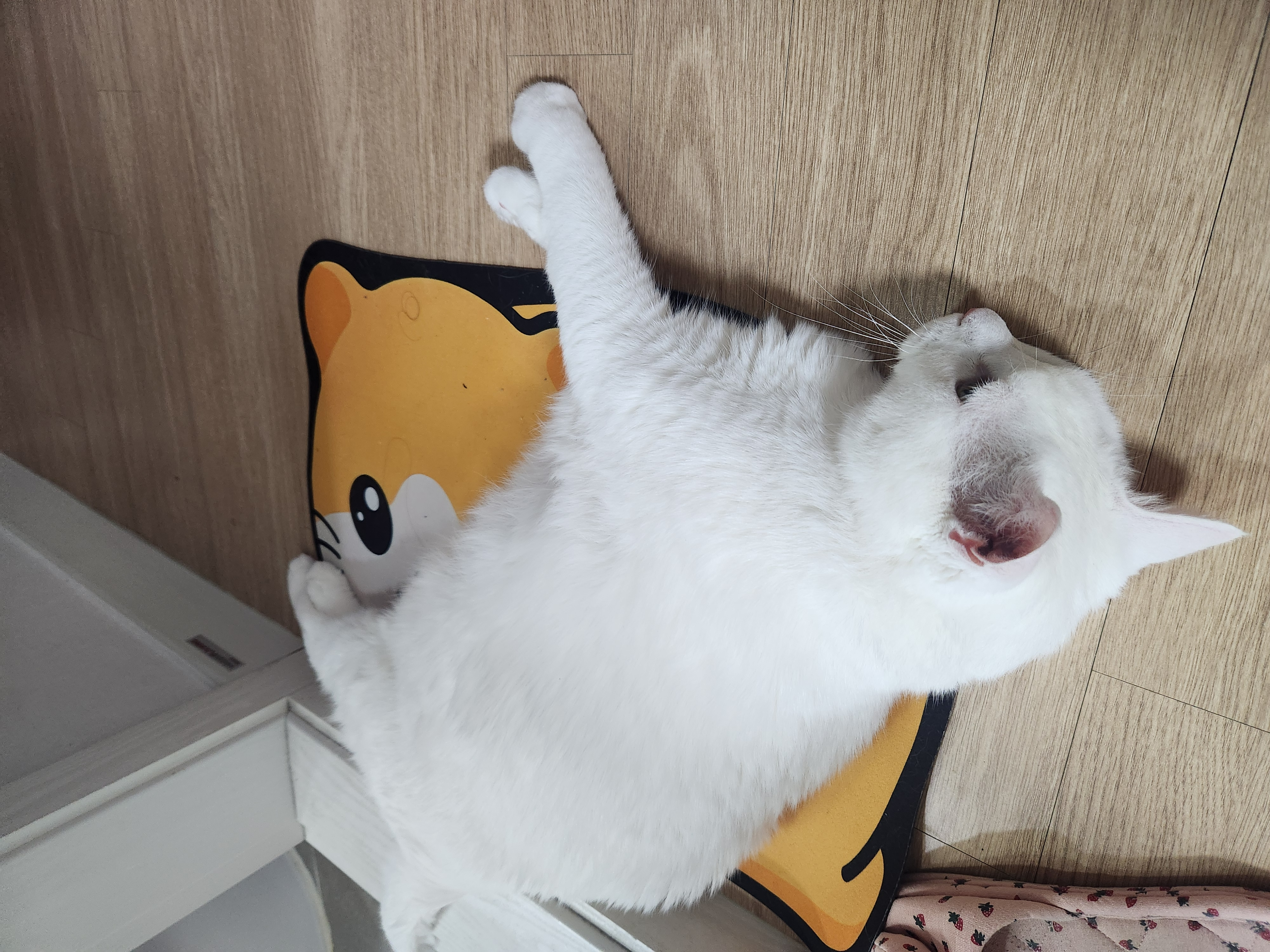 퇴근한 집사 손에 머리를 비비는 고양이