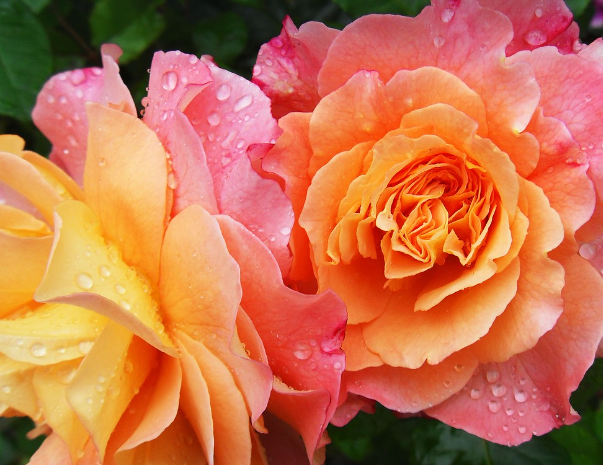 꽃 검색&amp;#44; 꽃 이름 찾는 방법