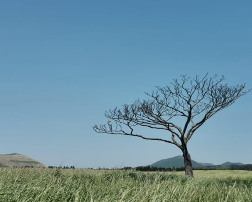 새별오름 왕따나무