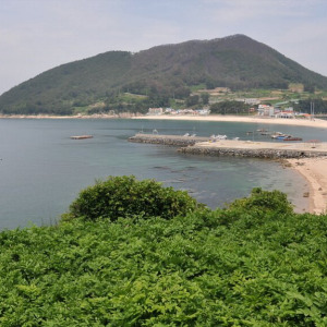 비진도