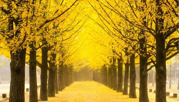 남이섬 가을 단풍