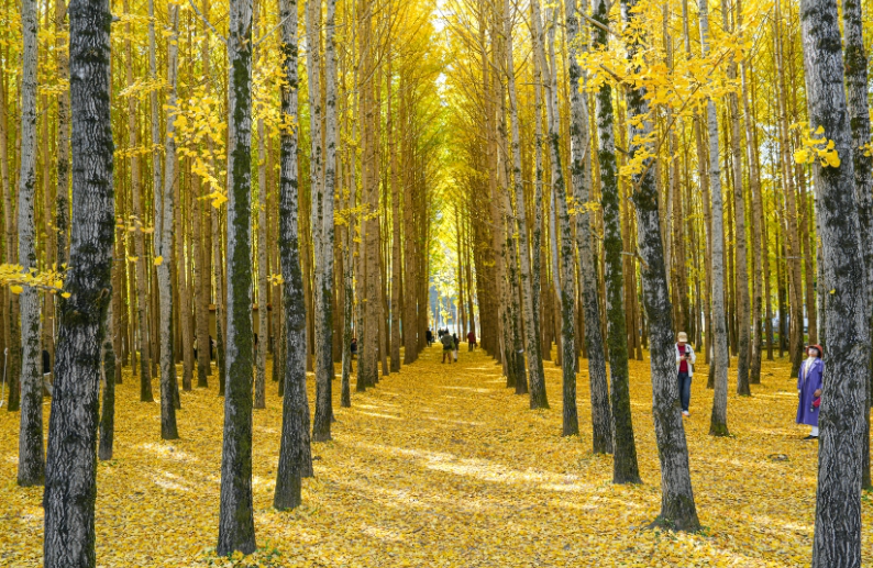 도리마을 은행나무숲