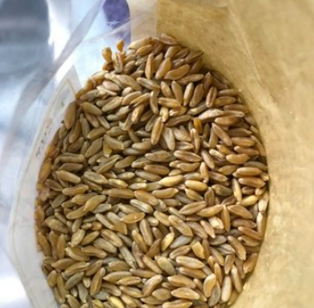 카무트_효능_부작용