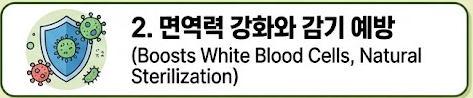 쑥 효능