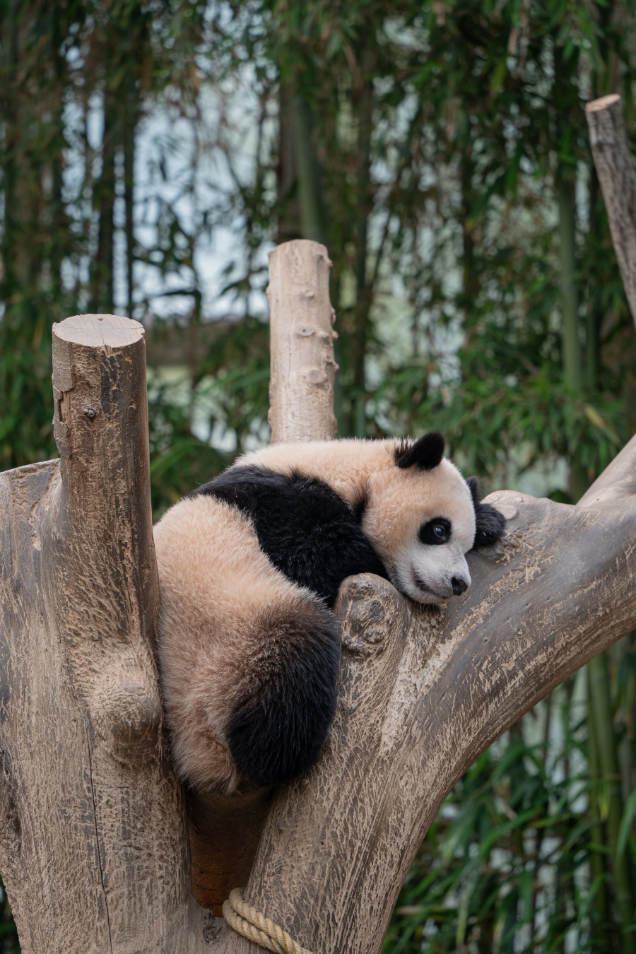 에버랜드 판다월드 판다