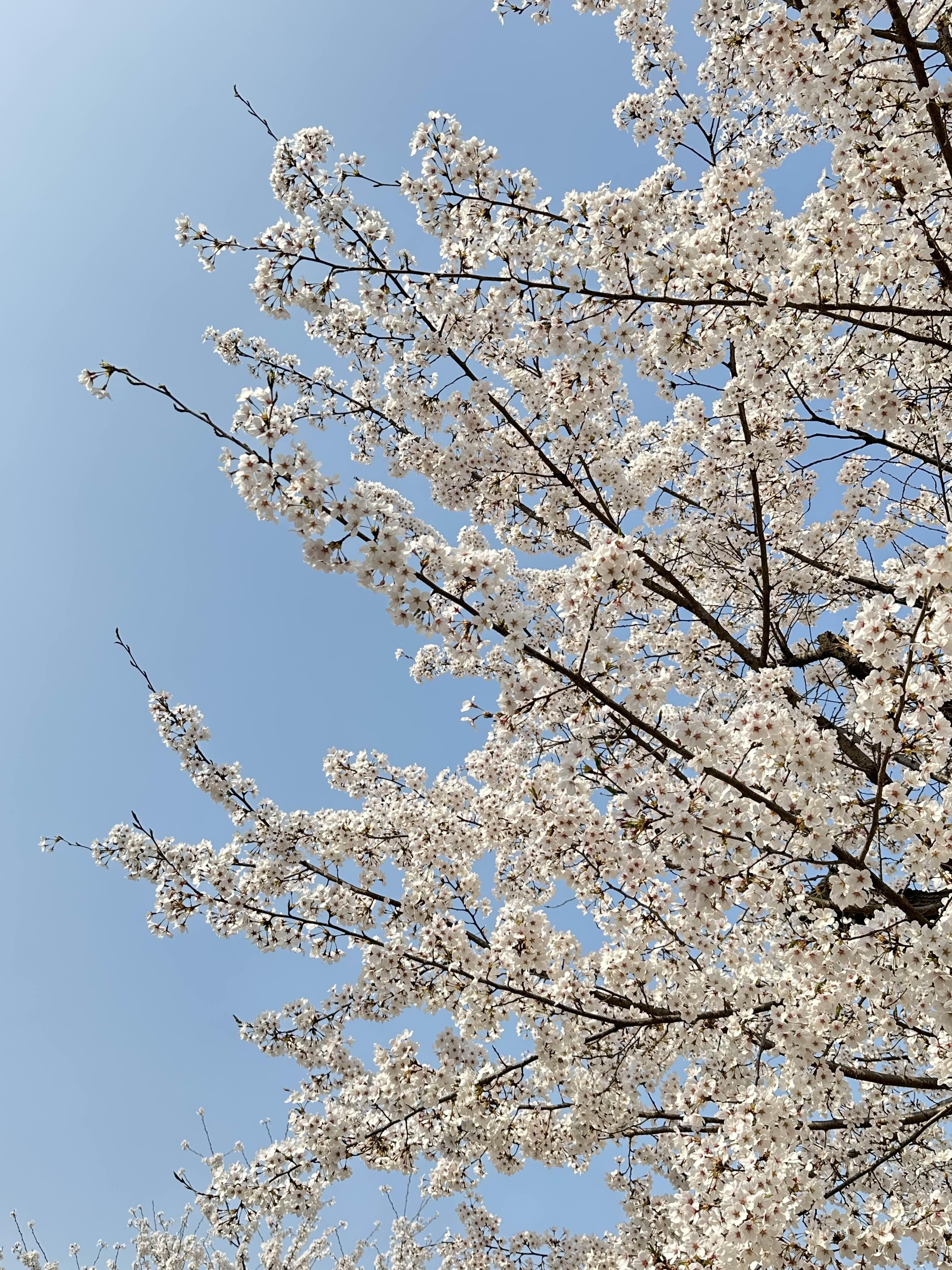 광교호수공원 벚꽃