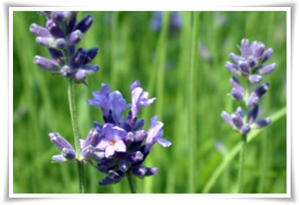 "라벤더" 향긋한 보랏빛 유혹, 자연이 선물하는 힐링과 영감의 향기!