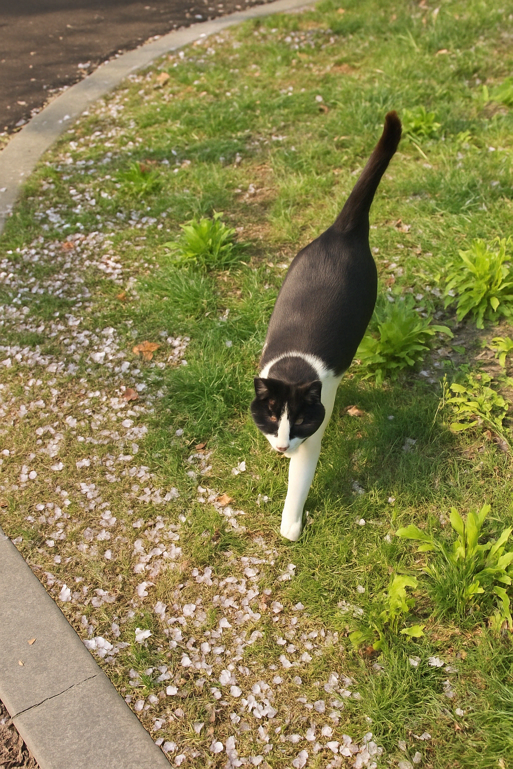 [JLPT N3 문제] 산책길에 다가온 고양이, 마음이 편해진 이유