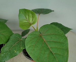  휘커스 페티올라리스