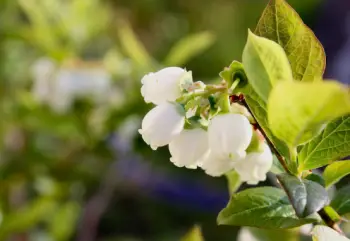 블루베리 가격 및 효능, 영양성분