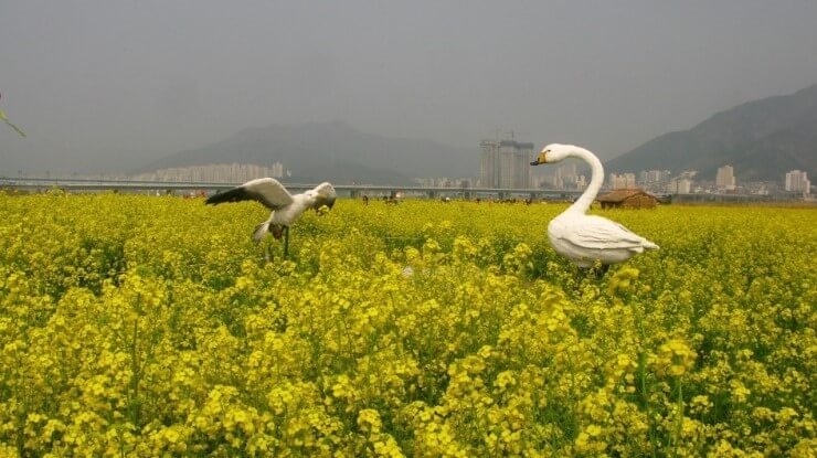 2025대저생태공원유채꽃사진